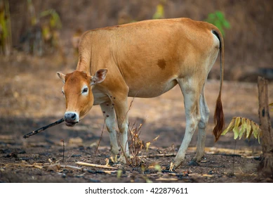 Cow